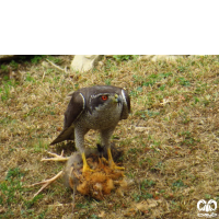 گونه طرلان Northern Goshawk 